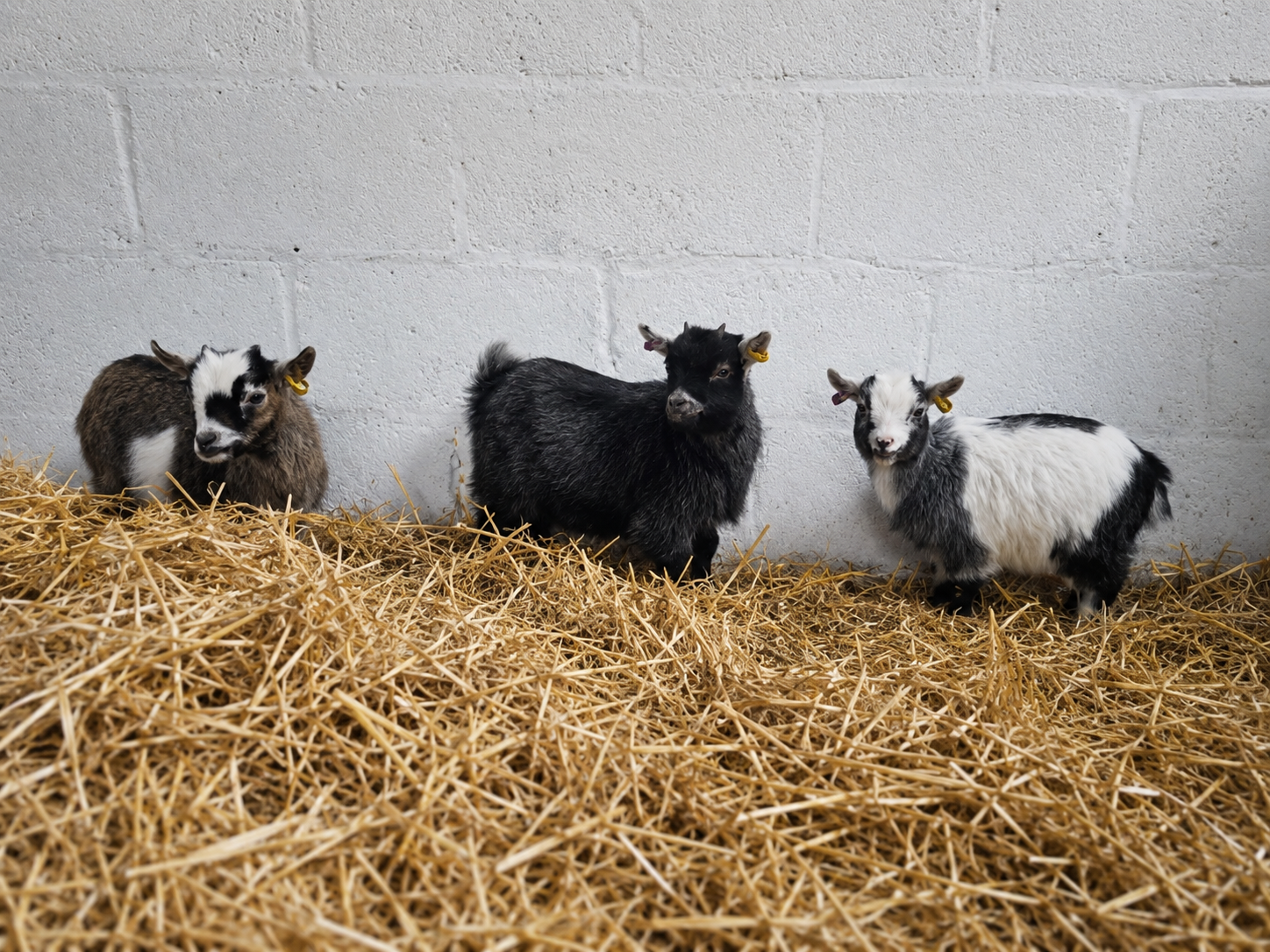 Pygmy Goats at Meadow Lakes Holiday Park