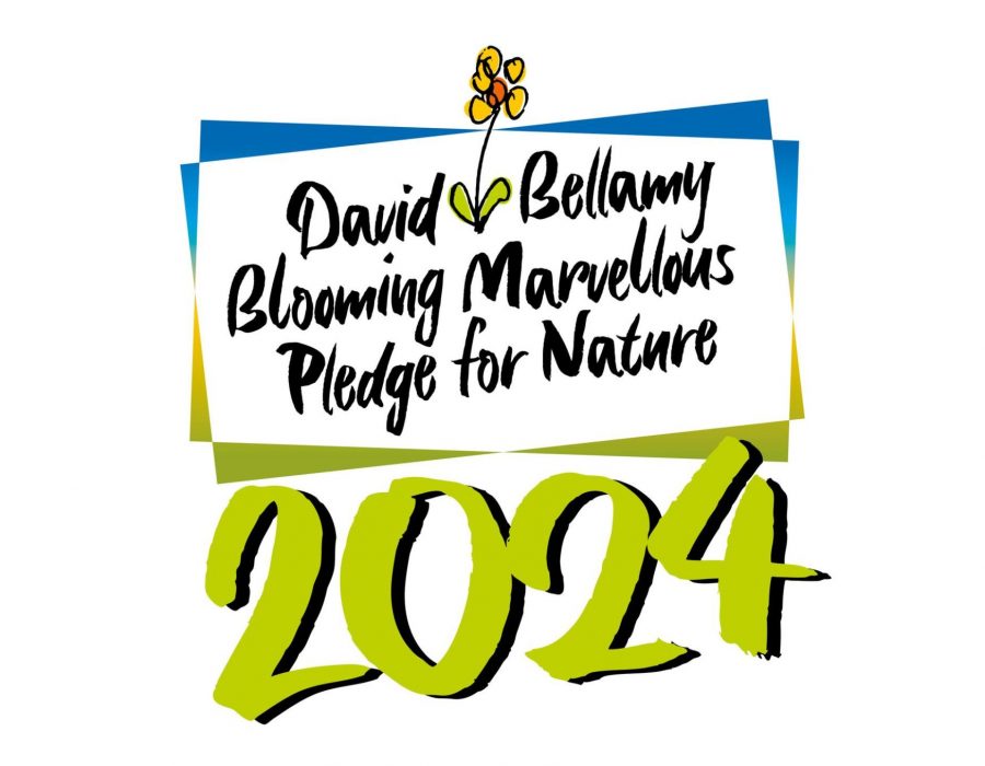 David Bellamy