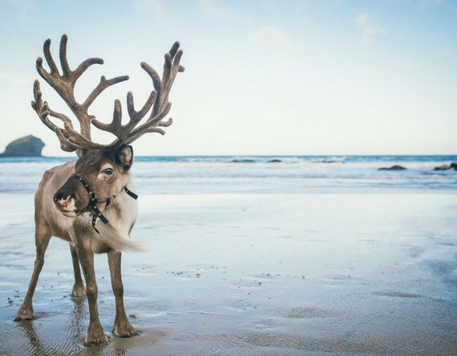 reindeeron-beach-in-cornwall1